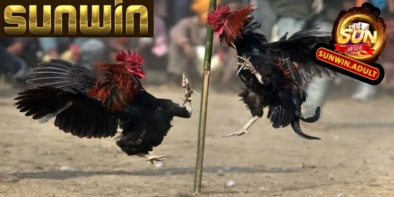 Đá Gà Sunwin Đá gà Sunwin hấp dẫn và uy tín