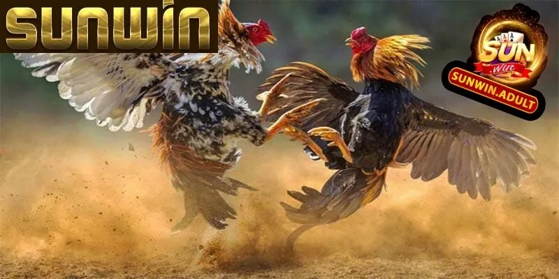 Đá Gà Sunwin Luật chơi đơn giản