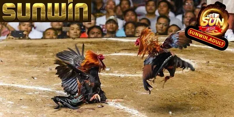 Đá Gà Sunwin Cược cho cửa Meron dễ mang về chiến thắng